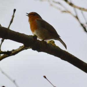 European Robin