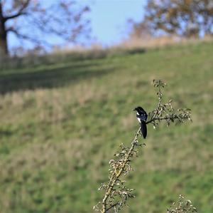 Black-billed Magpie