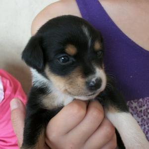 Unknown Breed