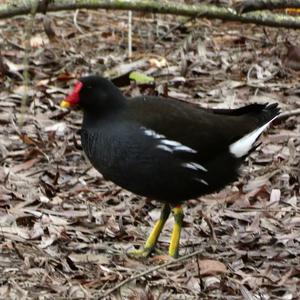 Common Moorhen