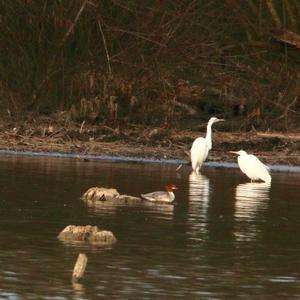 Great Egret