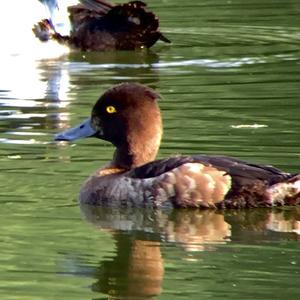 Tufted Duck