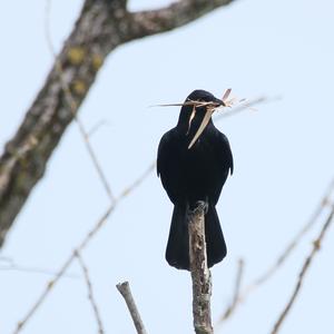 Carrion Crow