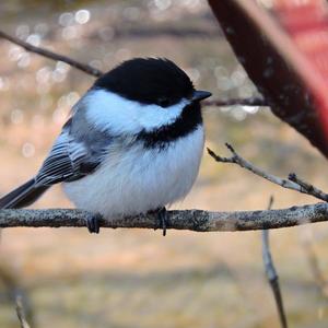 Black-capped Chickadee