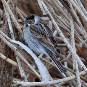 Reed Bunting