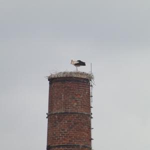 White Stork