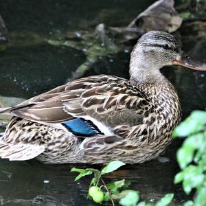 Mallard