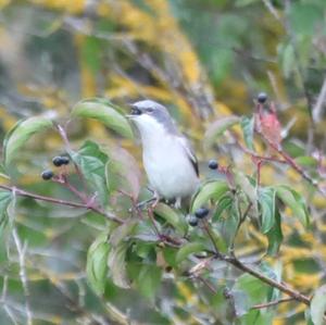 Lesser Whitethroat