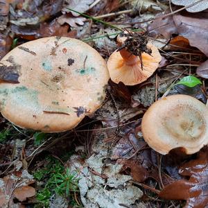 False Saffron Milk Cap