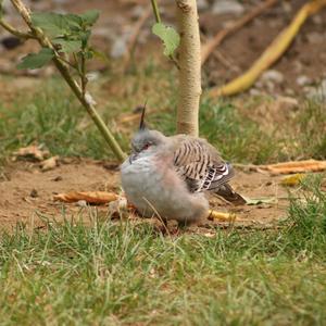 Crested Pigeon