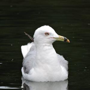 Ring-billed Gull