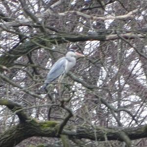 Grey Heron