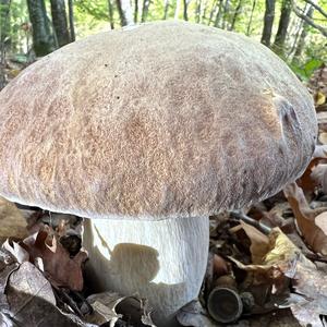 Summer Bolete