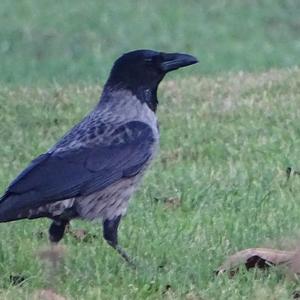 Hooded Crow