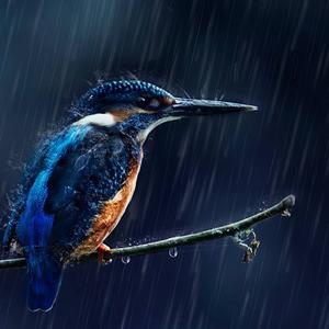 Common Kingfisher