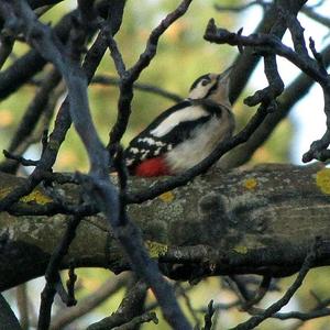 Great Spotted Woodpecker