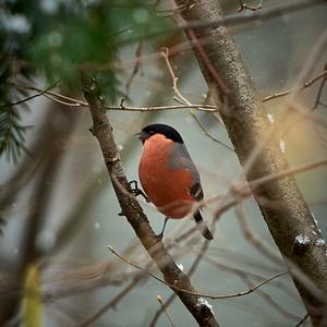 Eurasian Bullfinch