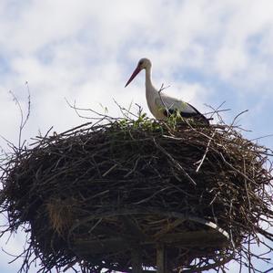 Weißstorch