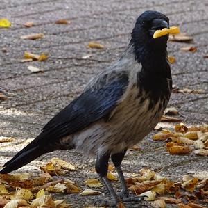 Hooded Crow