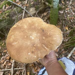 King Bolete