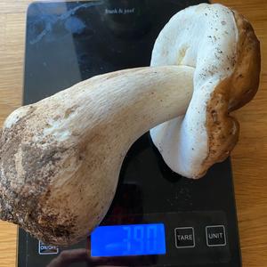 King Bolete