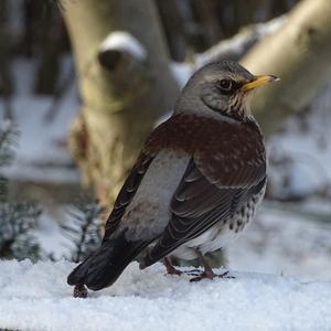 Fieldfare