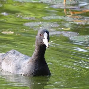 Common Coot