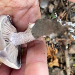 Wood Blewit