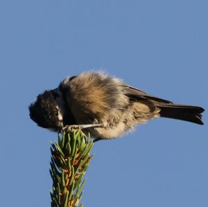 Coal Tit