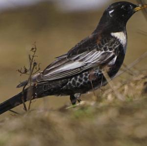 Ring Ouzel