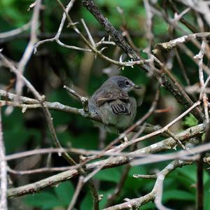 Common Whitethroat