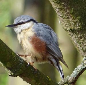 Wood Nuthatch