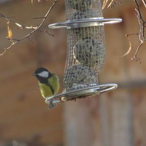 Great Tit