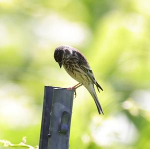 Eurasian Linnet