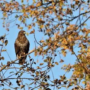 Common Buzzard