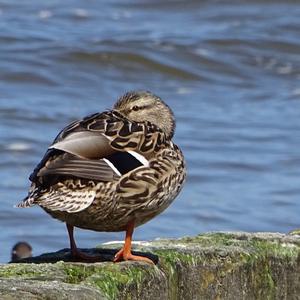 Mallard