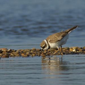 Little Ringed Plover