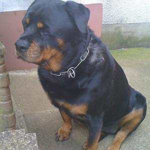 Rottweiler