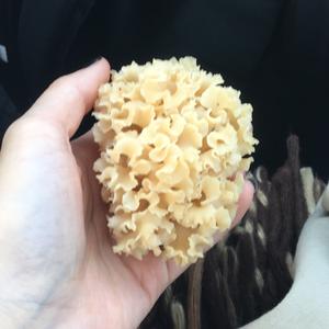 Eastern Cauliflower Mushroom