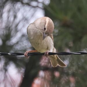 House Sparrow