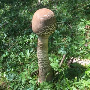 Parasol Mushroom