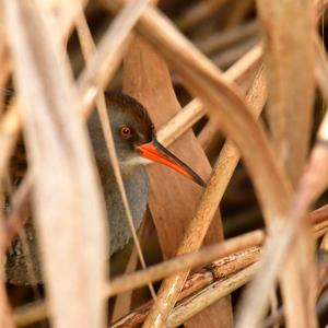 Water Rail