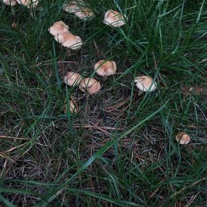 Fairy Ring Mushroom