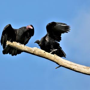 Turkey Vulture