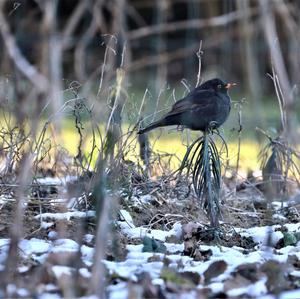 Eurasian Blackbird