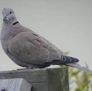 Eurasian Collared-dove