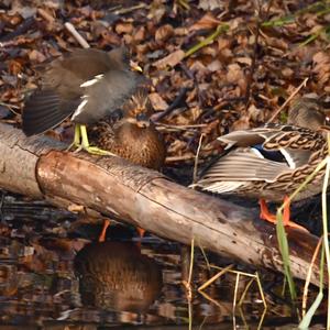 Common Moorhen