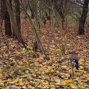 Eurasian Jay