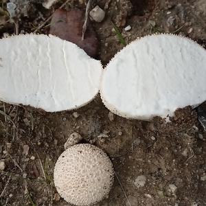 Gem-studded Puffball