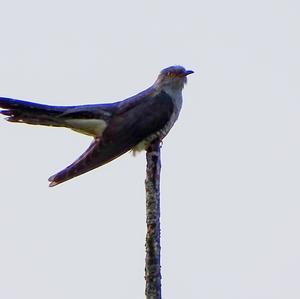 Common Cuckoo